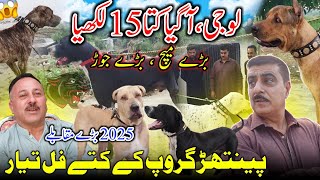 Blockbuster Dera Of Panther Group 😍 Numberdar Allah Dita Bolly Dogs || All Dogs Are Full Ready 2025