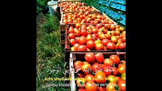 Benih Tomat Segitiga Emas