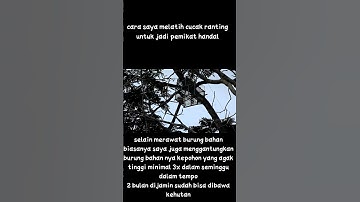 🔴Cara melatih cucak ranting jadi pemikat #shorts