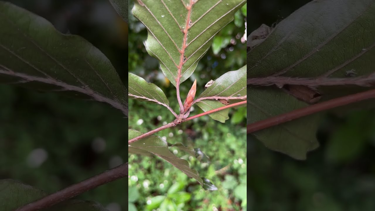 Copper beech - shield bug on leaves & buds - September 2023