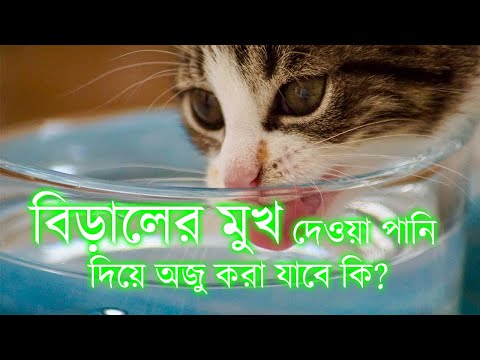 ভিডিও: বুজেরিগার: রোগ, লক্ষণ ও চিকিৎসা