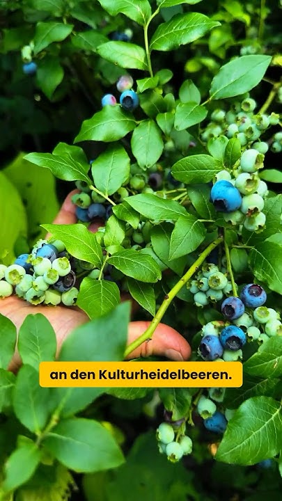 Heidelbeertraum an nur einer Pflanze So wachsen meine Heidelbeeren! 🫐