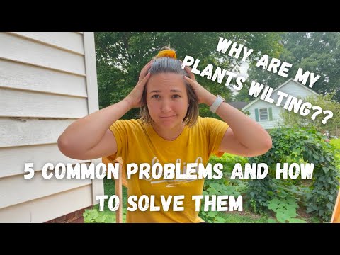 Video: Why Are My Snapdragons Wilting - Reasons For Snapdragons That Wilt
