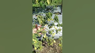 Cabe Rawit Cempluk Bule atau Virus Gemini