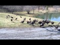 Feeding Wild Turkeys, The Video.