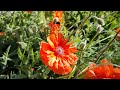 Good Morning Alarm Ringtone Sound
