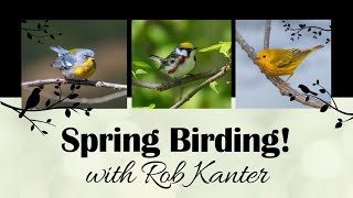 Spring Birding! with Rob Kanter