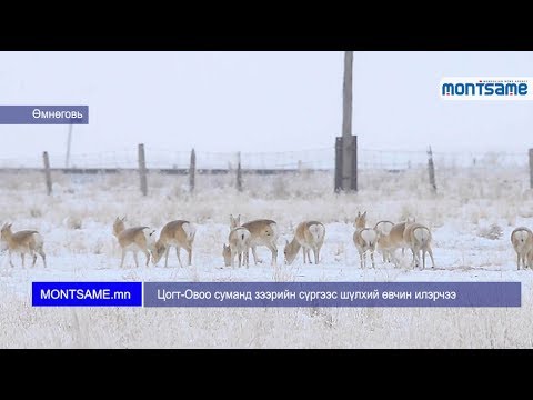 Видео: Цагаан зээрийг хэрхэн яаж солих вэ?