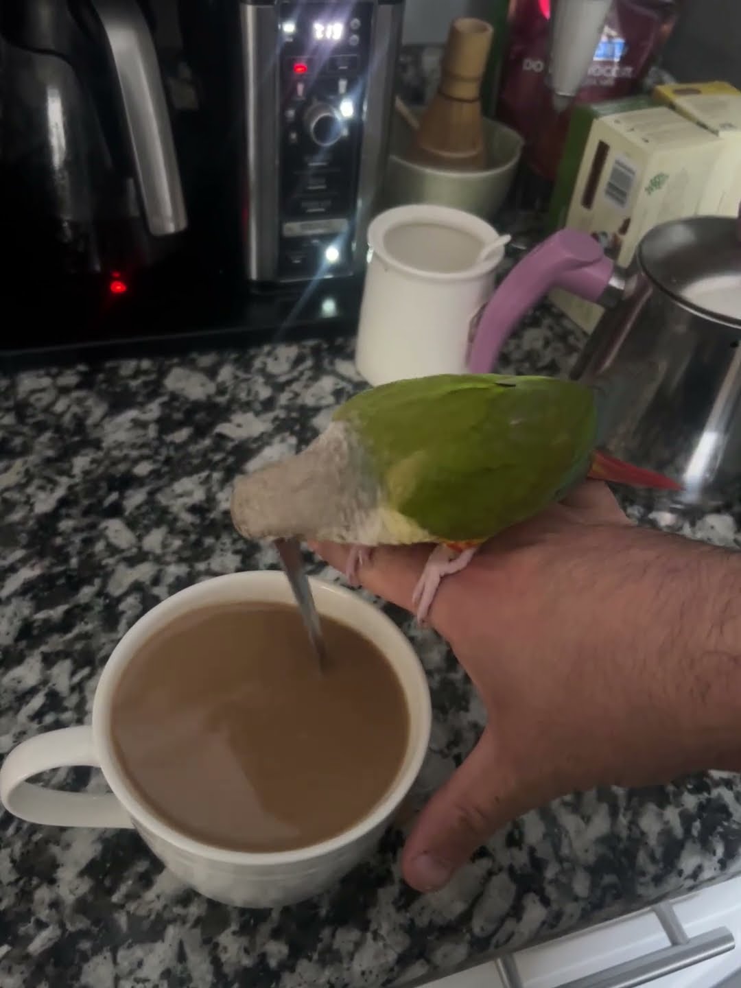 Pickle the Barista Bird Loves to Stir My Coffee Every Morning || ViralHog