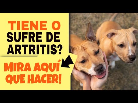 Video: Artritis en perros