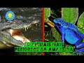 OS ANIMAIS MAIS PERIGOSOS DA AMAZÔNIA!