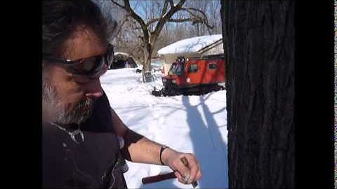 Tapping Black Walnut Trees for Syrup at Meadowlily Farm.