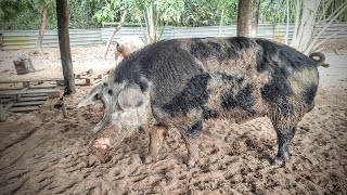 SOLTAMOS O CACHAÇO PIAU