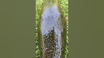 Câu được cá lóc khổng lồ #shorts