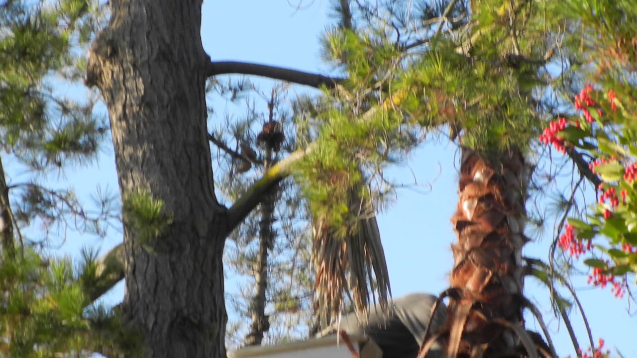 Trimming dead palm tree fronds YouTube