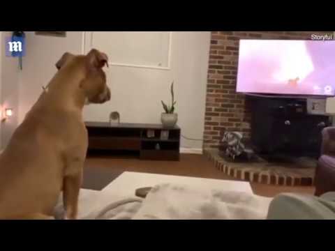 ძაღლი ტირის \"მეფე ლომი\"-ს ყველაზე სენტიმენტალური კადრების ყურების დროს