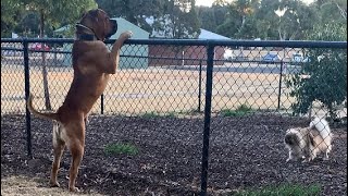 Boerboel Wants to Say Hello #boerboel