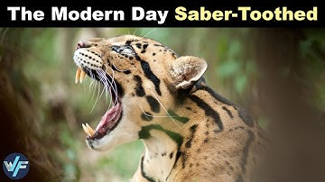Clouded Leopard - The Modern-Day Saber-Toothed