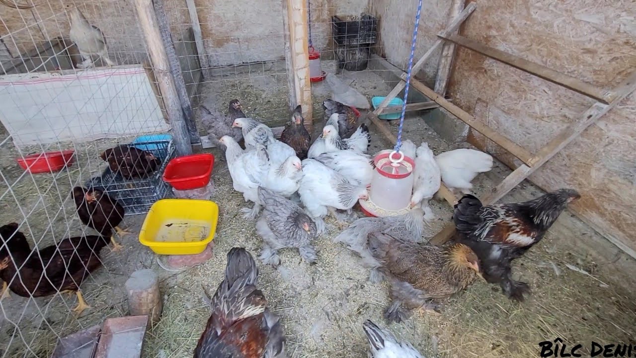 Am format o nouă familie de găini Brahma