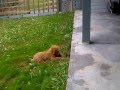 Baily Bucket Head - Poodle Puppy moment Baily Bucket Head - Poodle Puppy moment