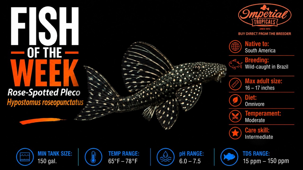 💯❤️ Fish of the Week: Meet the Spotted Showstopper—Rose-Spotted Pleco (Hypostomus roseopunctatus)