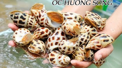 [ Adobi Buffet ] Hải sản tươi sống  | Ốc hương, Tu hài | Buffet Hải Sản Ngon ở Hà Nội