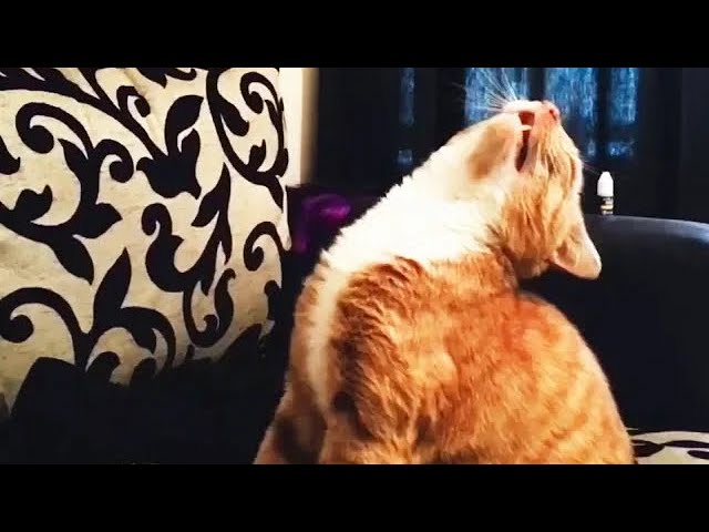 Funniest Scaredy Cat Compilation 2018