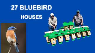 We Built 27 Bluebird Houses… Here’s How