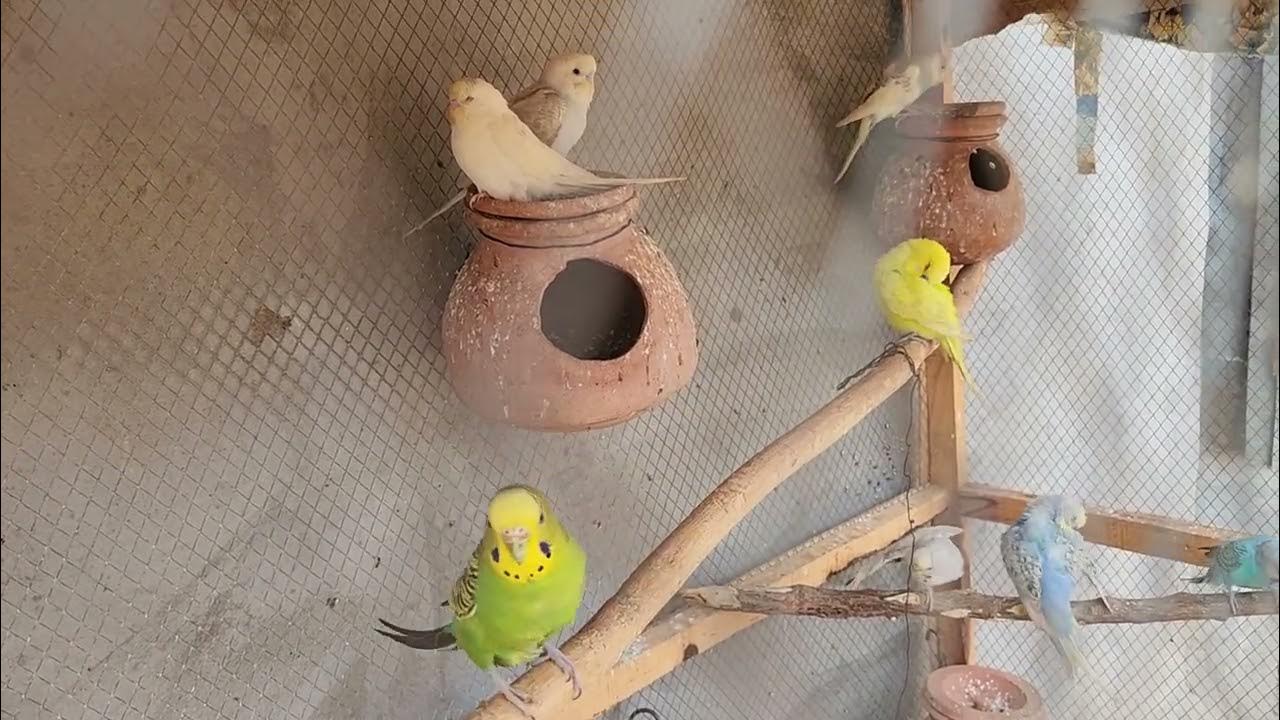 australian parrot bird sound !! bird sounds to attract birds parrot 