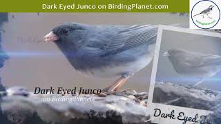 Dark Eyed Junco on Birding Planet