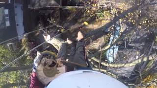 Remove Large Tree With Very Little Space In Evanston Suburb