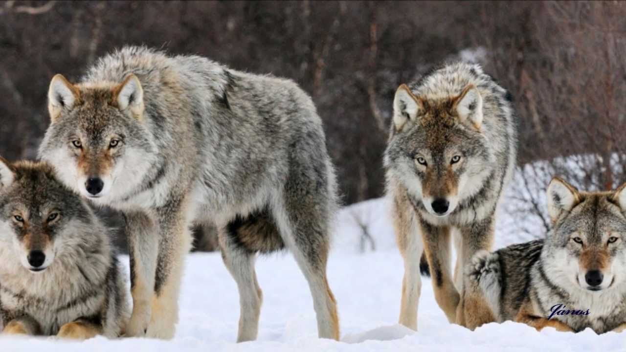 Anthony Miles ~ Wolf Companion