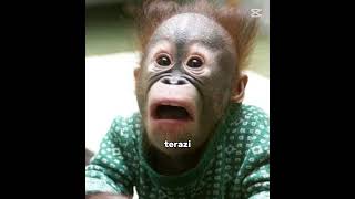 Senin Kaç Çocuk Var Abi