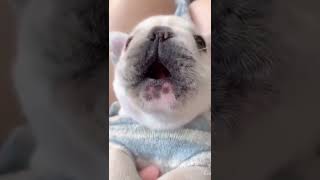 Very Vocal Puppy