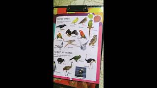 children\'s songs about birds flying 1