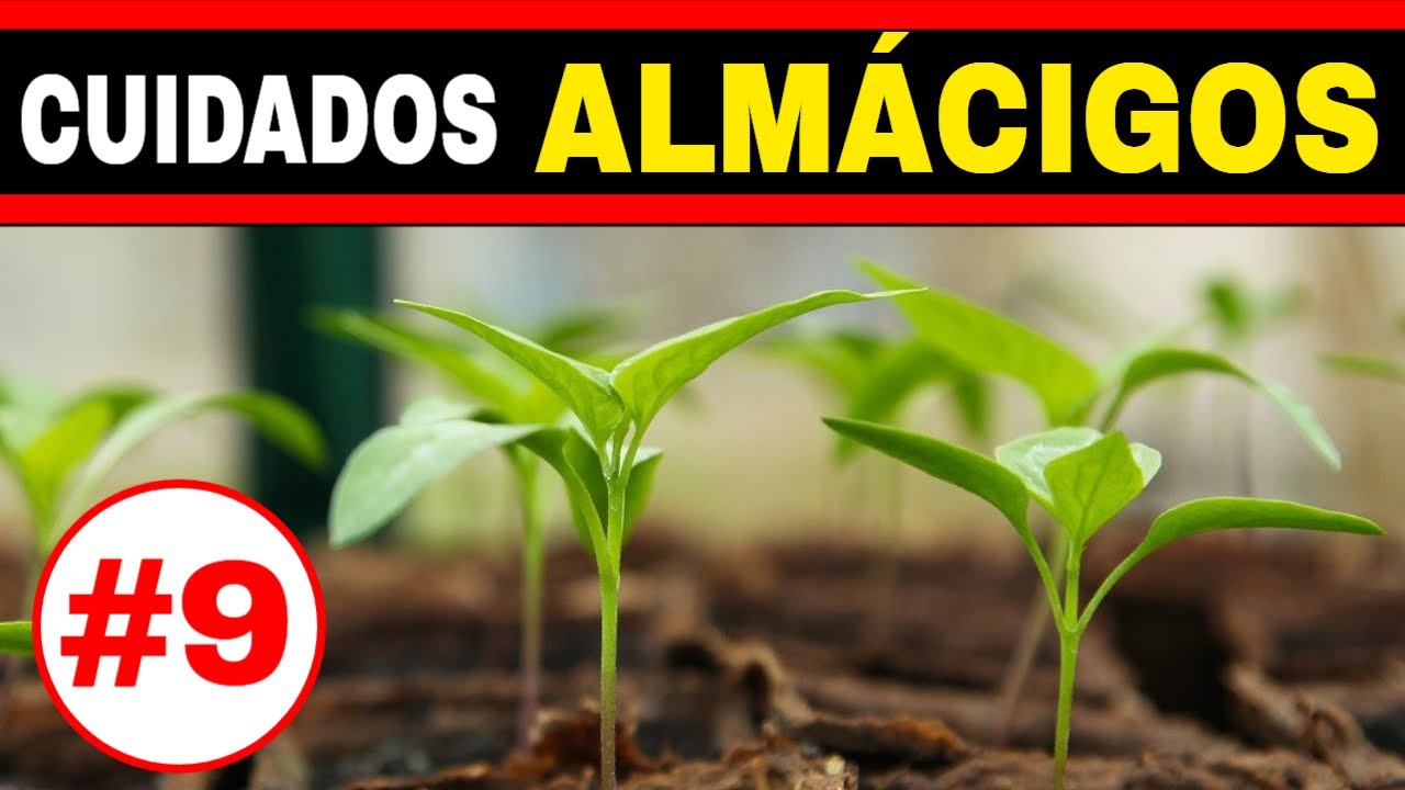 ✔️ PROBLEMAS y SOLUCIONES en el ALMÁCIGO de la HUERTA ORGÁNICA💯