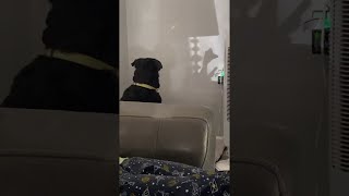 Pooch Mesmerized by Shadow Puppet || ViralHog