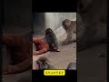 【パンチくん🐵】【涙腺崩壊】「ボクのお母さんに触らないで！」ぬいぐるみを必死に守る赤ちゃん猿の健気な姿に感動の嵐 #shorts