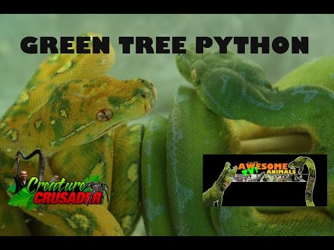 Green Tree Python
