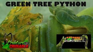 Green Tree Python
