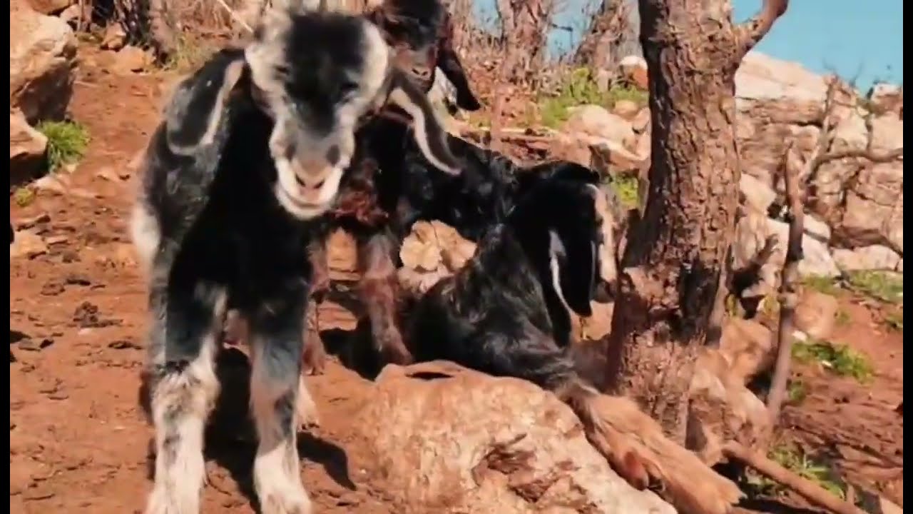 CUDİ DAĞI ( şılyan köyü-çakırsöğüt) ŞIRNAK