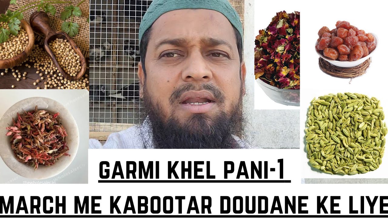 March Me Kabootar Doudane Ka Super Hit Khel Pani ||@Pigeons care factory