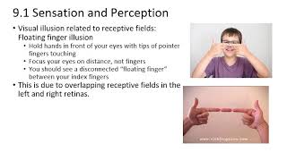 9. Sensation and Perception The Visual System