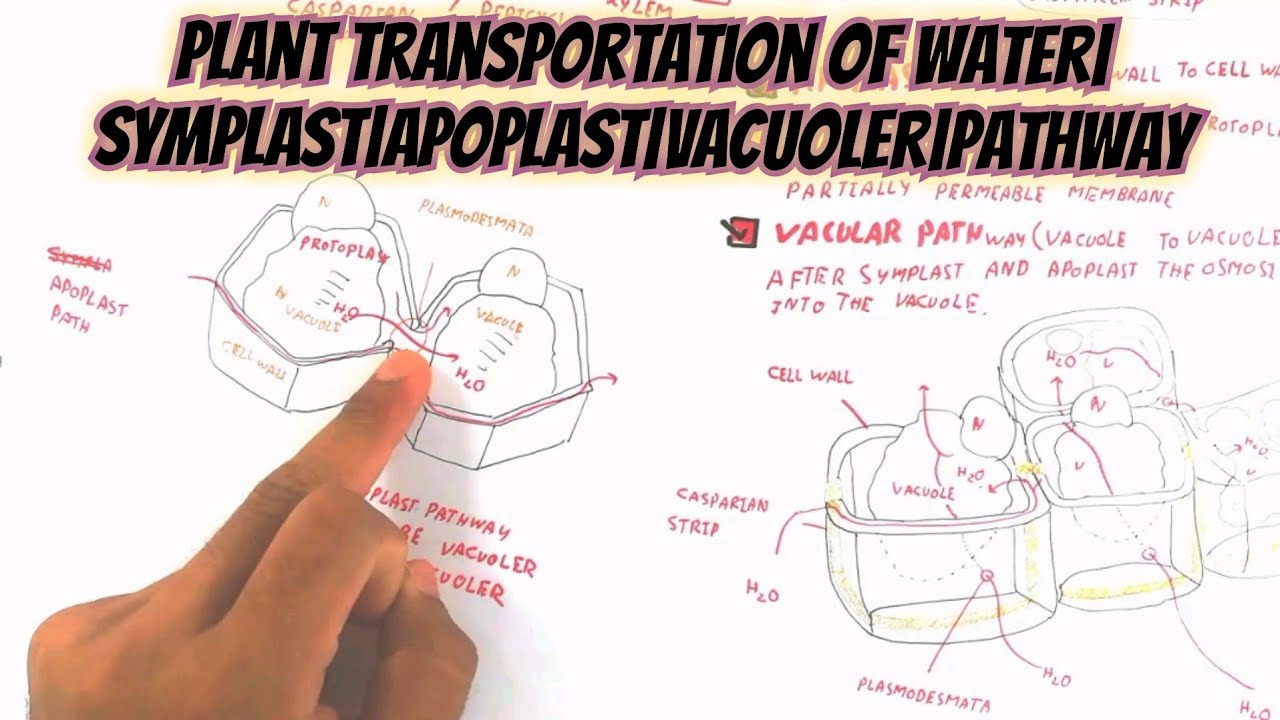 Transportation Of Water In Plants