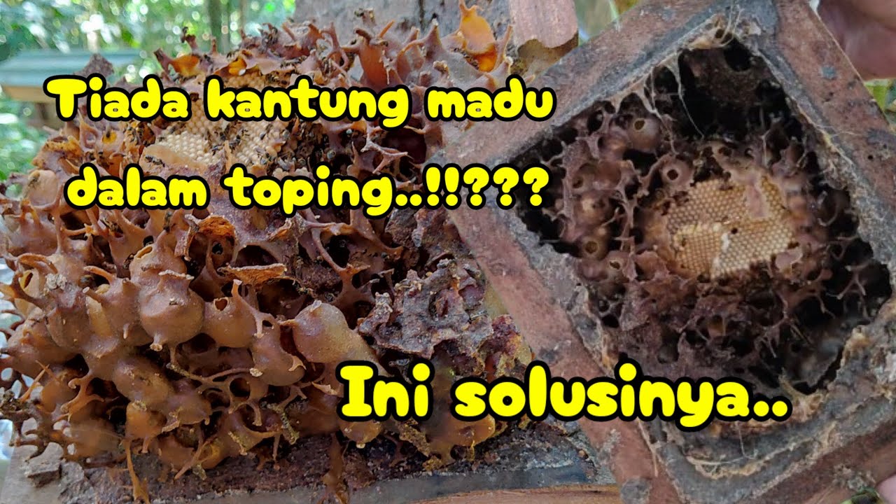 Cara mengatasi kelulut tidak naik toping