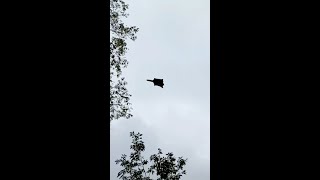 Flying squirrel released to wild after being rescued