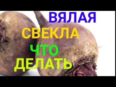 Как восстановить мягкую/увядшую свёклу/Как хранить свёклу чтоб не вяла