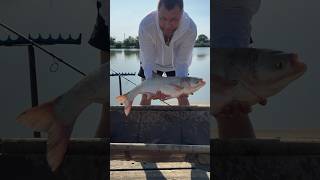 Толстолобик 🔥 рыбалка на Озерах Адыгеи #озераадыгеи #толстолобик #fishing