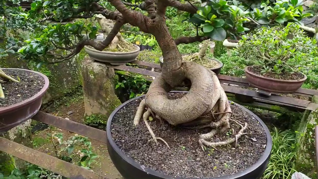 Berkunjung ke Penjual  bonsai  di  taman Safari YouTube