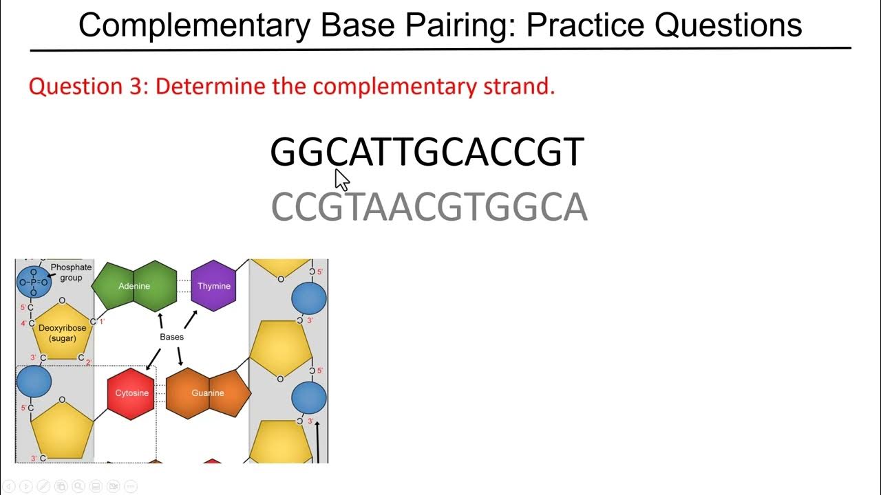 Complementary base pairing practice questions - YouTube